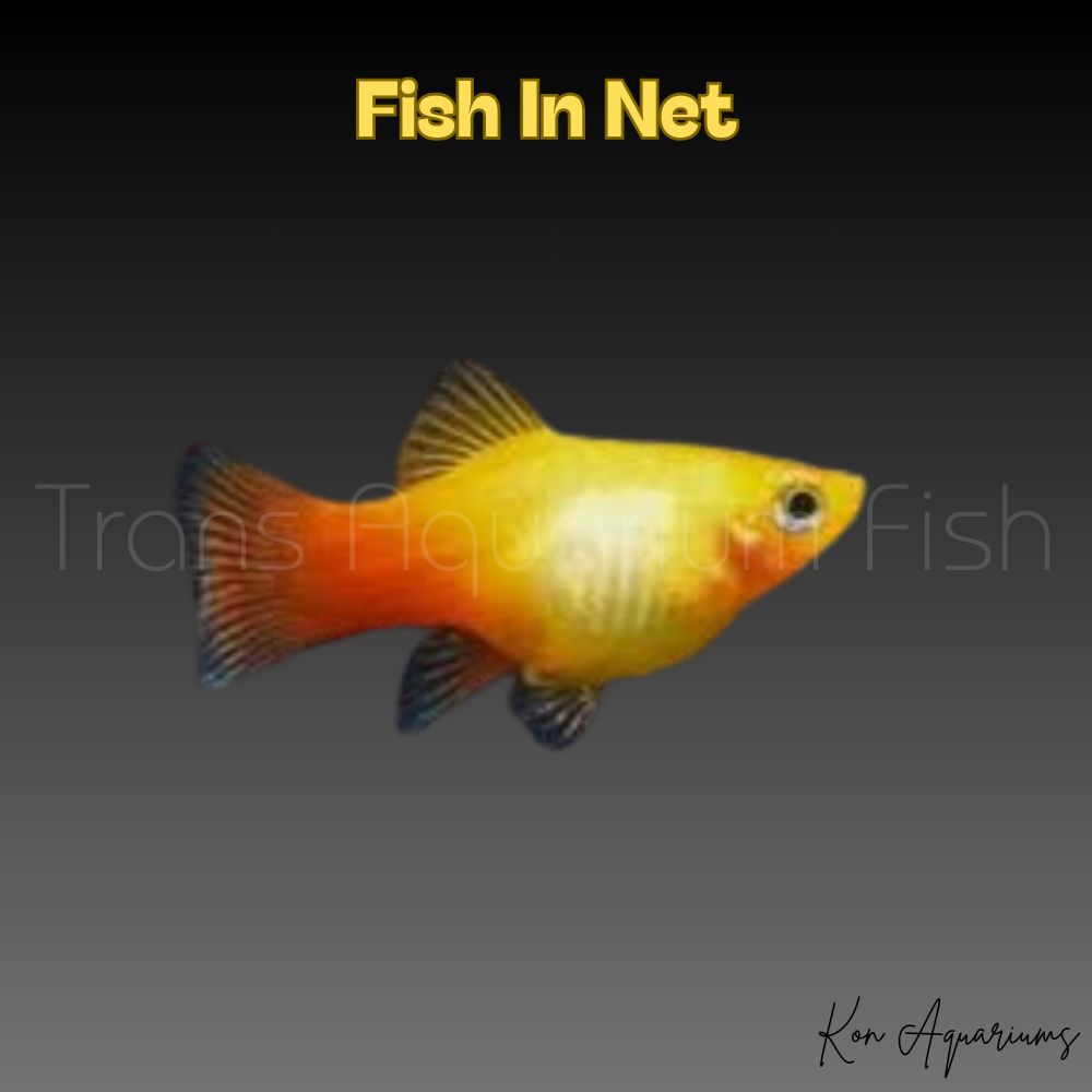 PLATY GOLDEN
