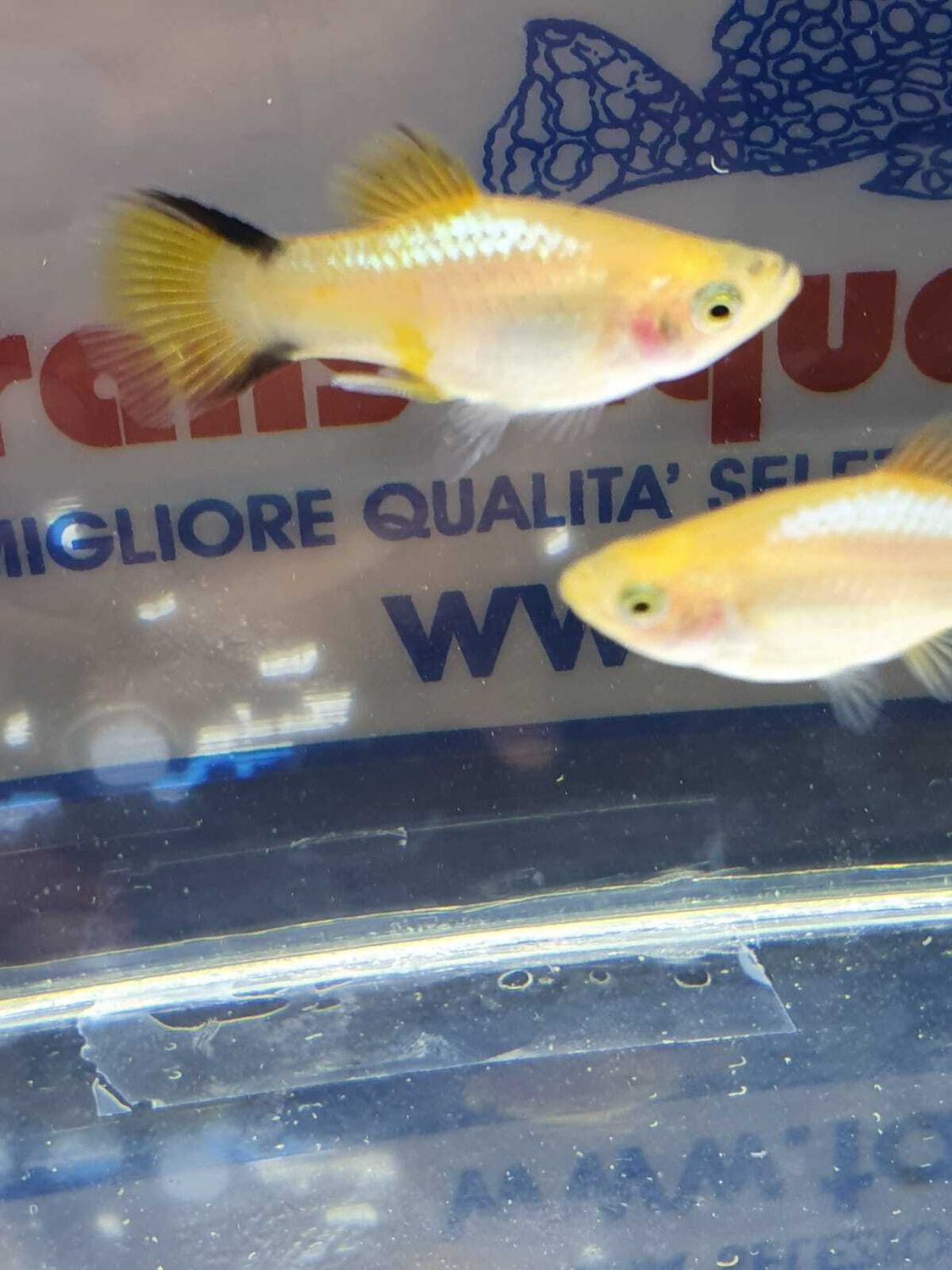 PLATY GOLDEN COMET