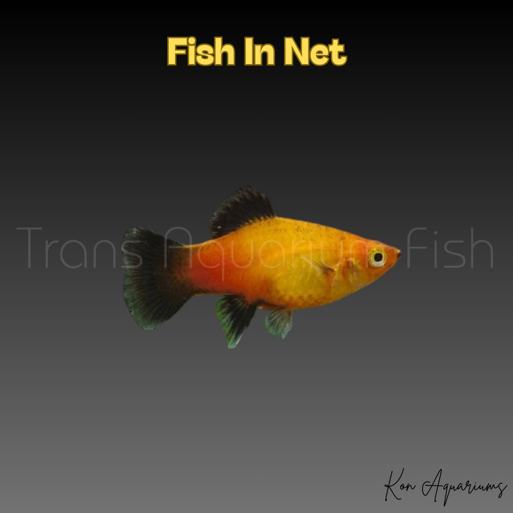 PLATY GOLD WAGTAIL