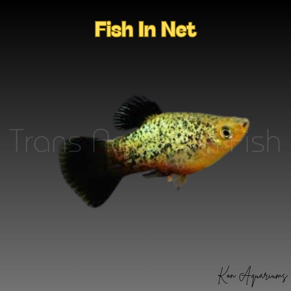 PLATY GREEN NEON CALICO