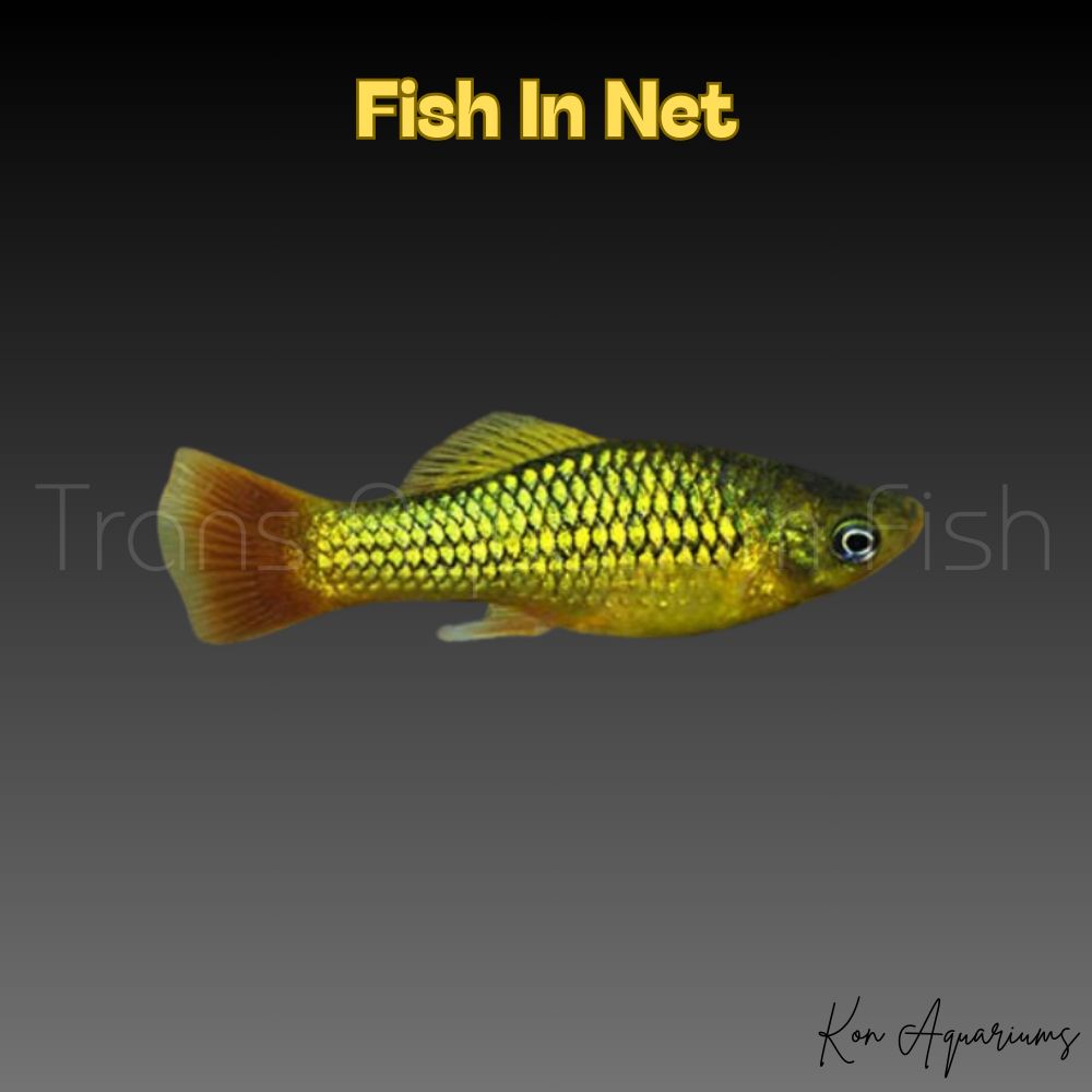 PLATY GREEN VARIATUS md