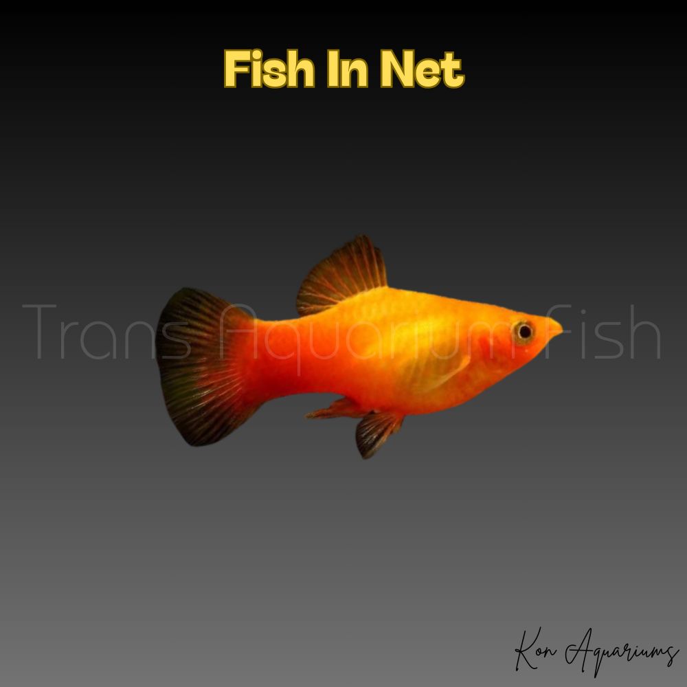 PLATY MARIGOLD VARIATUS