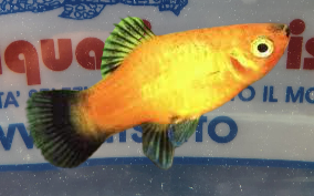 PLATY NEON WAGTAIL assortiti