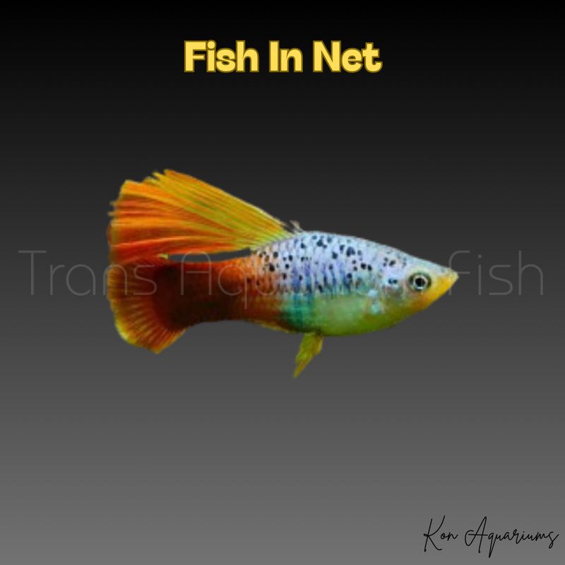 PLATY PINNE A VELO COLORI ASSORTITI PLATY PINNE A VELO COLORI ASSORTITI