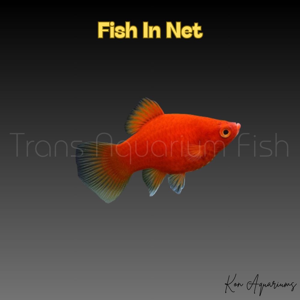 PLATY RED NEON