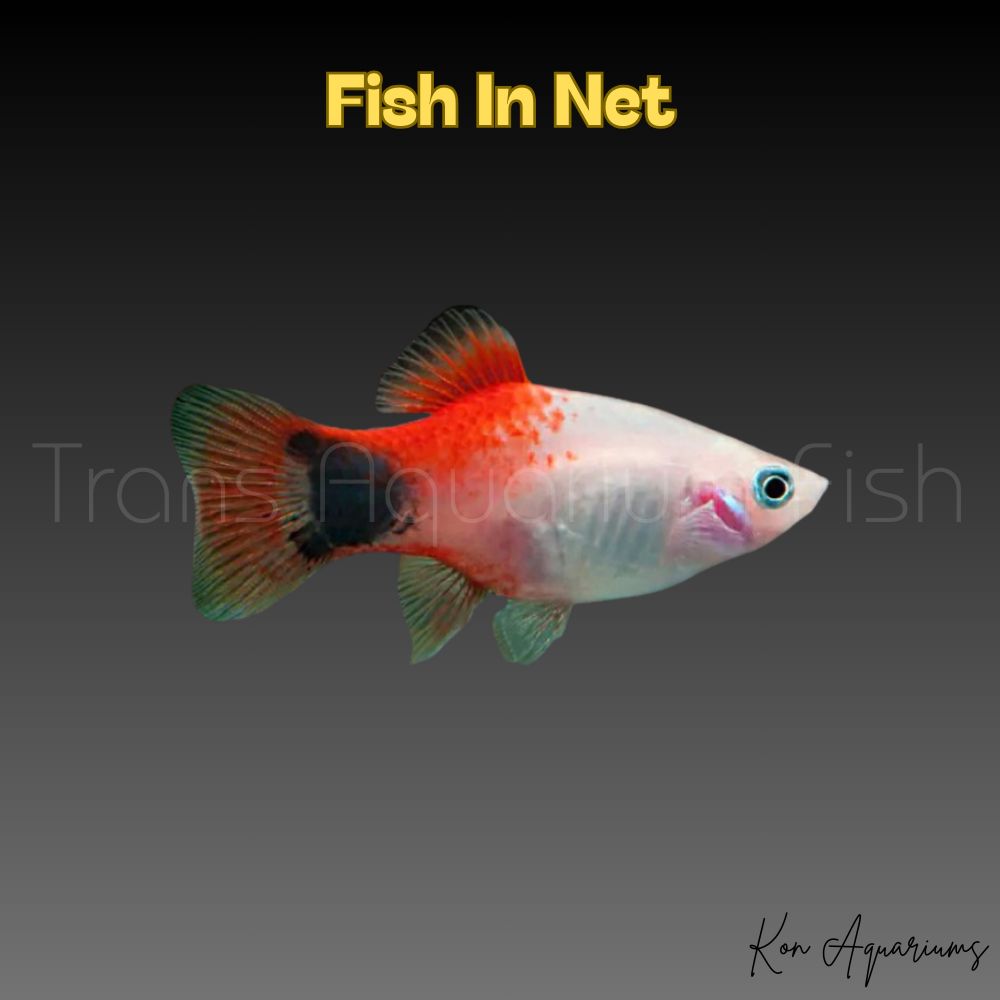 PLATY RED TOP MOON