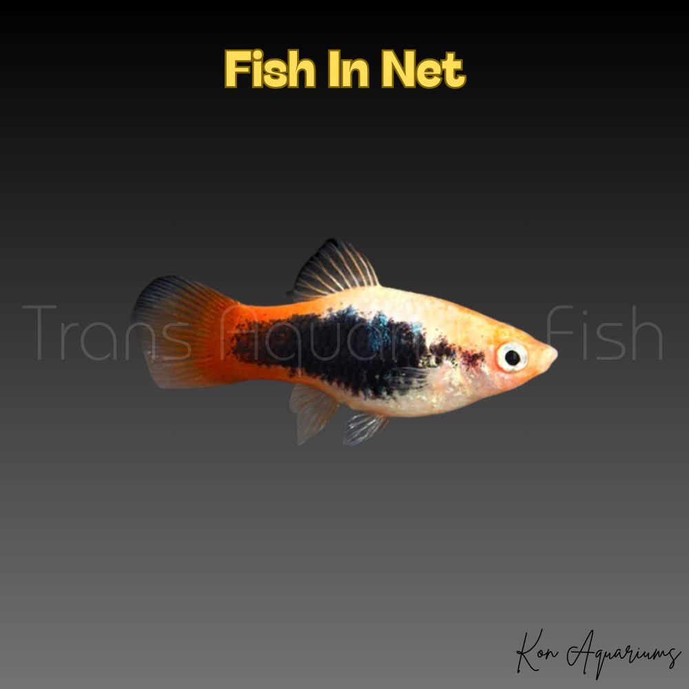 PLATY SUNBURST TUXEDO