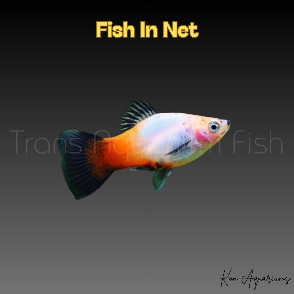 PLATY SUNBURST WAGTAIL