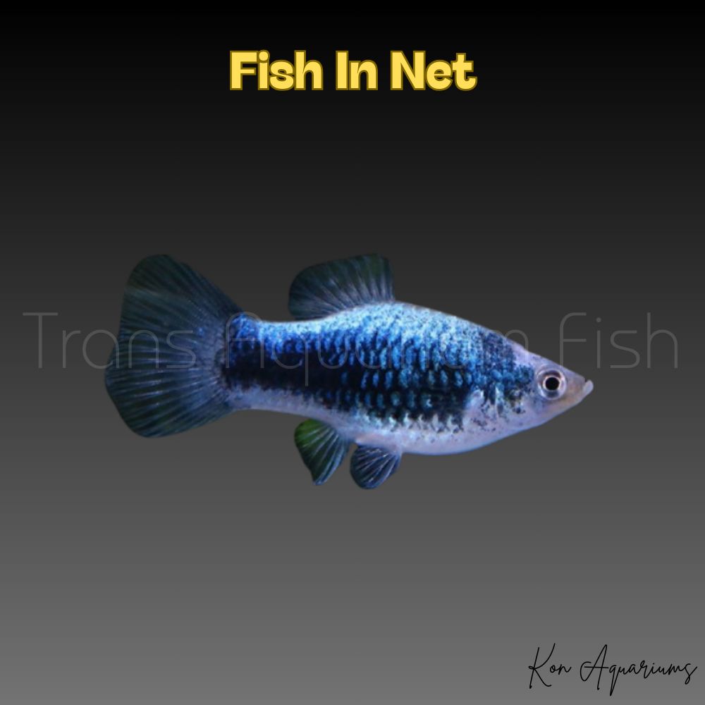 PLATY TUXEDO BLU