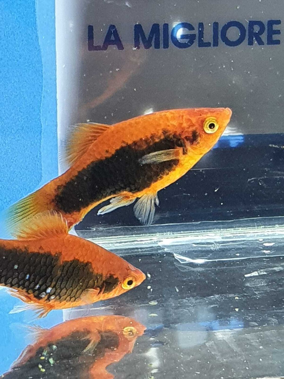PLATY TUXEDO RED