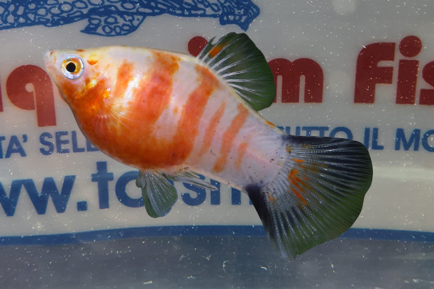 PLATY ZEBRA RED MOON