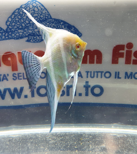 SCALARE DANTUM ALBINO md