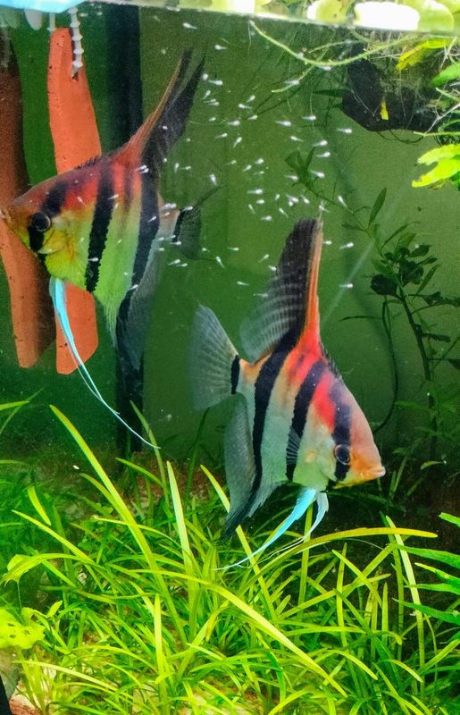 SCALARE MANACAPURU  MD