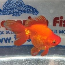 ORANDA ROSSO 6/7CM PREMIUM QUALITY