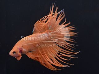 BETTA SPLENDENS MASCHIO CROWNTAIL PINEAPPLE