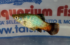 PLATY SUNSET RAIMBOW