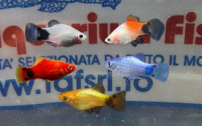 PLATY MICKEY MOUSE COLORI ASSORTITI
