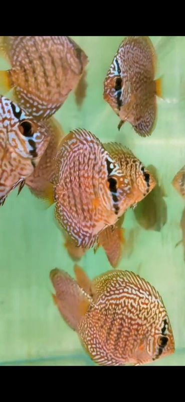 DISCUS PANTERA LEOPARD vs BRILLANT TURQUOISE 4/6CM.  OFFERTA