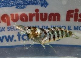 CARIDINA BABAULTI INDIAN ZEBRA