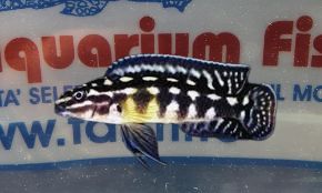 JULIDOCHROMIS MARLIERI  SM