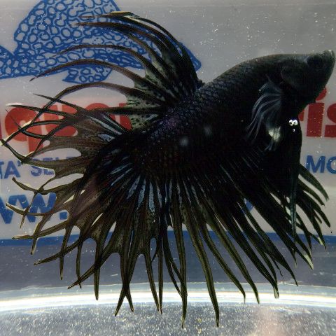 BETTA MASCHIO CROWNTAIL BLACK BETTA MASCHIO CROWNTAIL BLACK