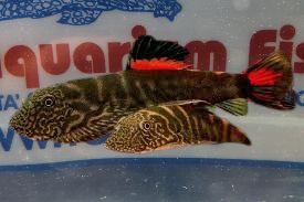 GASTROMYSON SP. BLOODY MARY SM