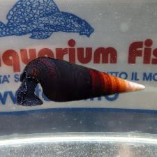 FAUNUS ATER