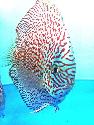 Discus produzione Italia