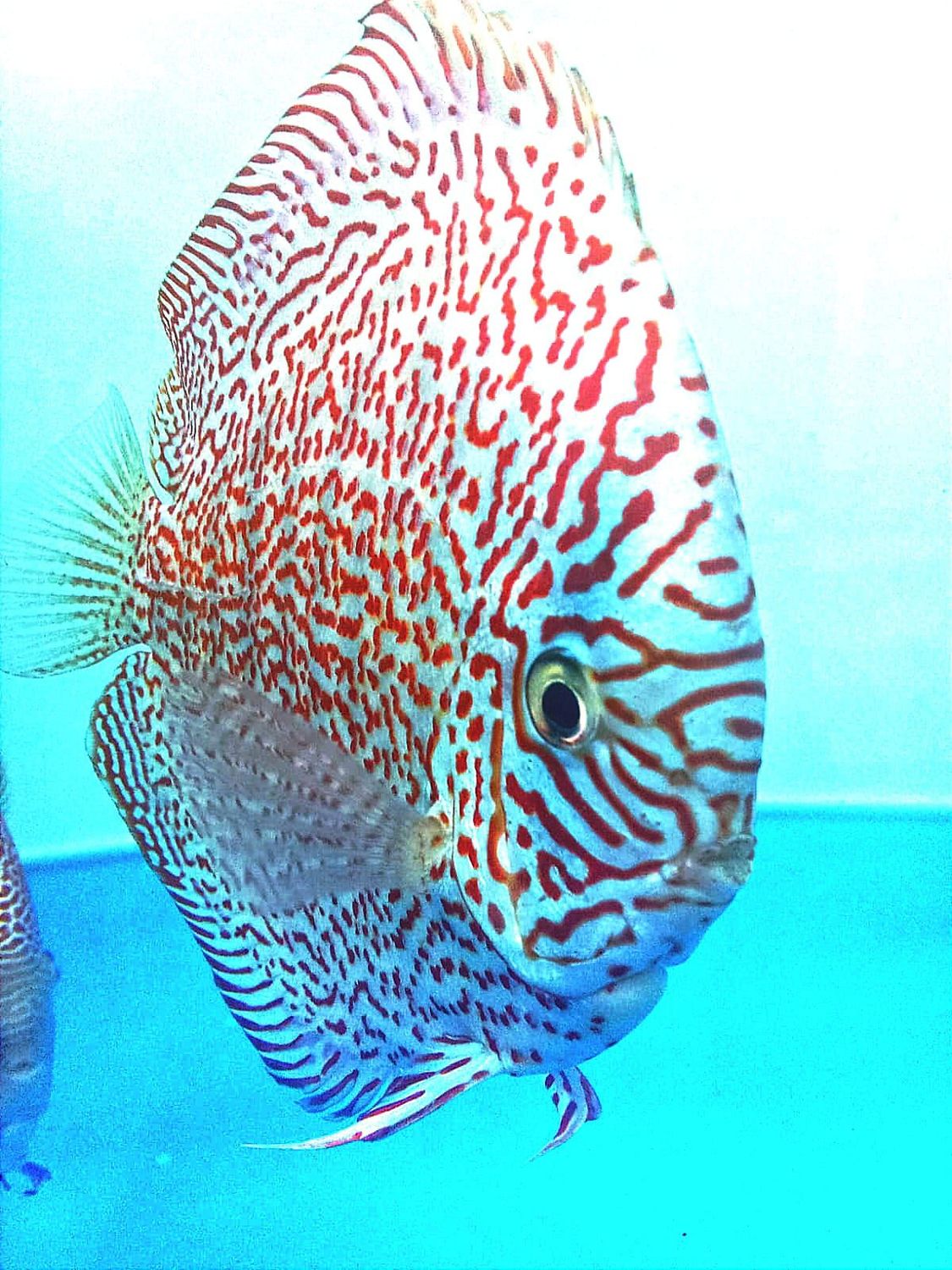DISCUS PANTHERA 8/9 cm