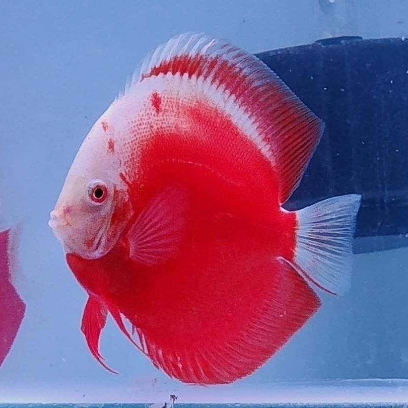 DISCUS RED VALENTINE 5/6cm