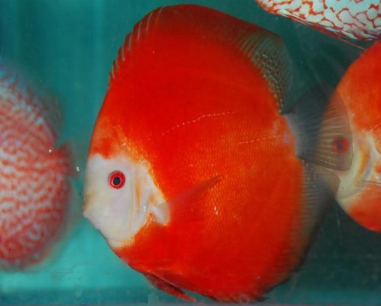 DISCUS R3 5/6cm