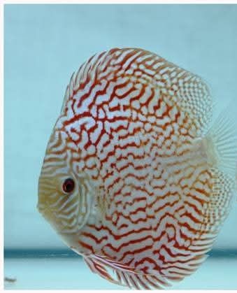 DISCUS F1 ROYAL GALAXY 5/6cm