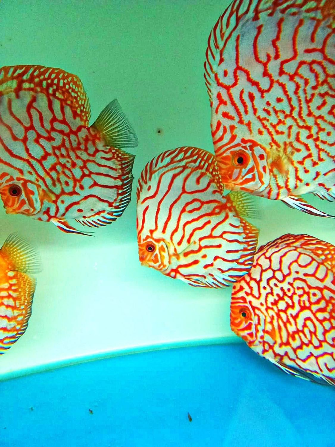 DISCUS RPG (Red Golden Panda) 5/6cm