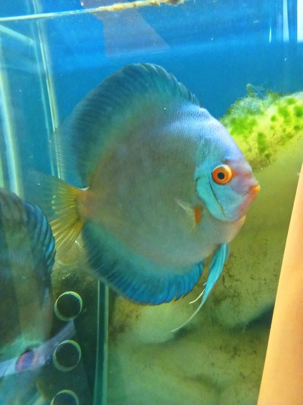 DISCUS BLUE ANGEL DIAMOND 5/6cm