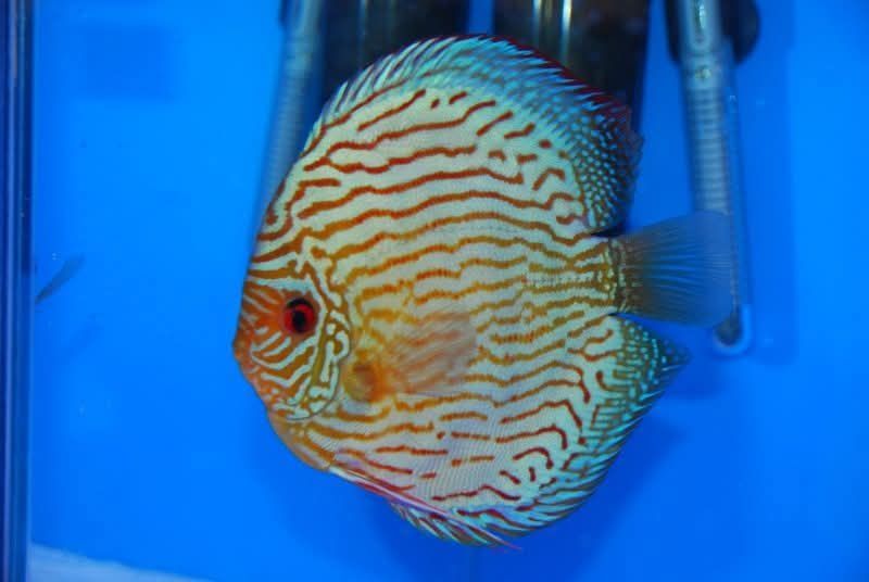 DISCUS BRILLANT TURQUOISE 5/6cm