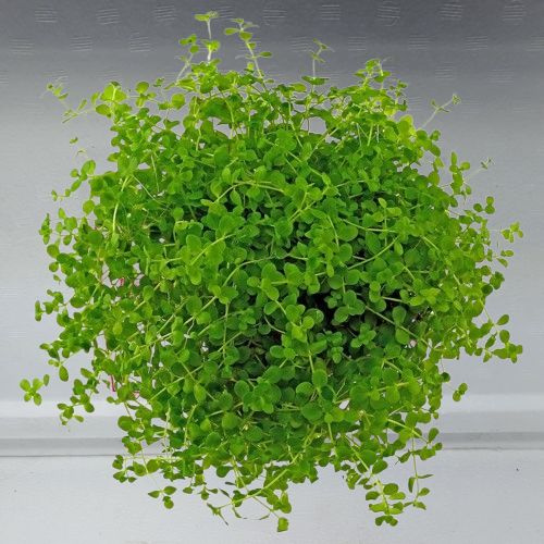 MICRANTHEMUM MICRANTHEMOIDES