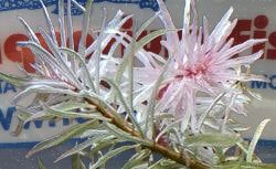 Ludwigia WHITE