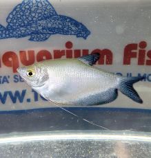 TRICHOGASTER  OPALINE SILVER TRICHOGASTER  OPALINE SILVER