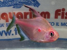 HYPHESSOBRYCON ERYTHROSTIGMA HYPHESSOBRYCON ERYTHROSTIGMA