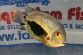 UARU AMPHIACANTHOIDES 4/5 CM.