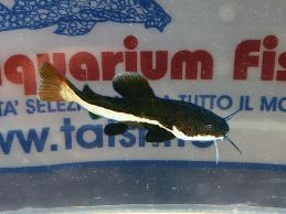 PHRACTOCEPHALUS HEMIOLIOPTERUS 7/8 CM. PHRACTOCEPHALUS HEMIOLIOPTERUS 7/8 CM.