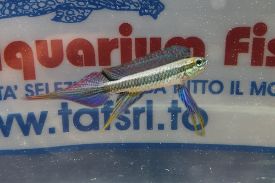 TAENIACARA CANDIDI BLACK STRIPE 2/3 CM