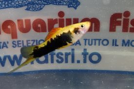 XIPHO TUXEDO COLORI ASSORTITI XIPHO TUXEDO COLORI ASSORTITI