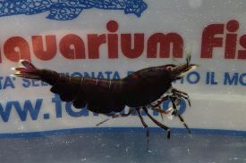 NEOCARIDINA CHOCOLATE NEOCARIDINA CHOCOLATE