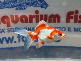 RYU KIN BIANCO ROSSO 7/8 CM RYU KIN BIANCO ROSSO 7/8 CM