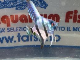 SCALARE BLU ZEBRA SM