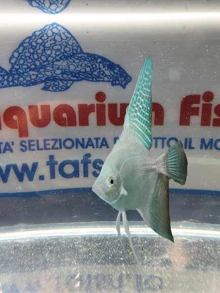 SCALARE PLATINUM SILVER SM