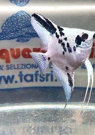 SCALARE WHITE CRYSTAL PLATINUM PANDA sm