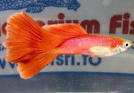 GUPPY MASCHIO RED BLONDE