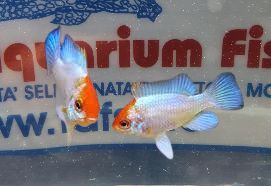 APISTOGRAMMA RAMIREZI BLU ELECTRIC GOLDEN HEAD